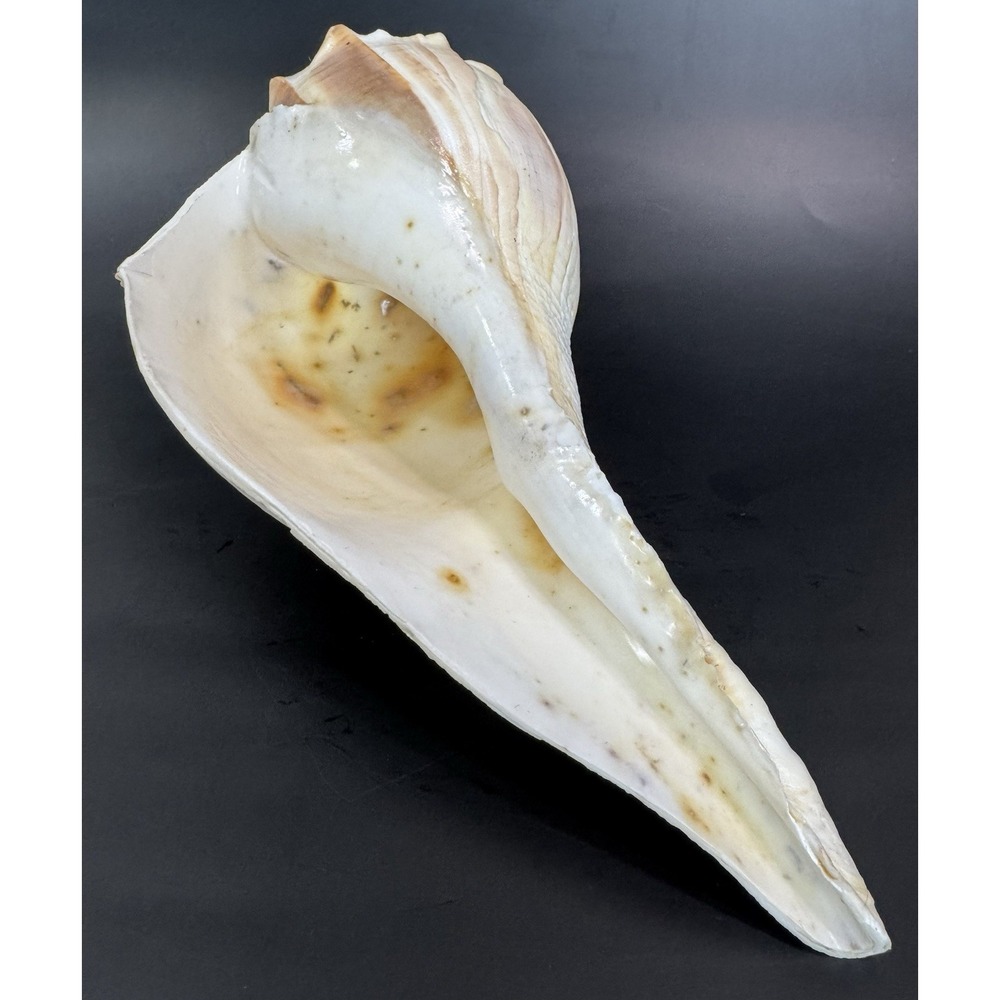 Large 12" Natural Lightning Whelk Shell Coastal Beach Nautical Ocean Decor Left - Picture 4 of 16